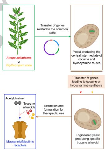 Discovery and Engineering of the Cocaine Biosynthetic Pathway