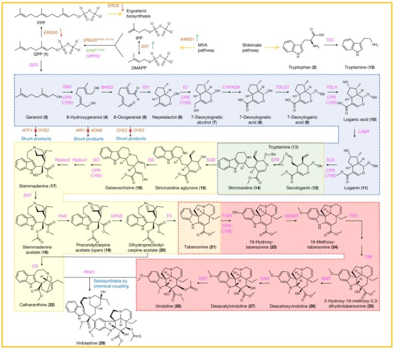 Copyright - Springer Nature limited 2022