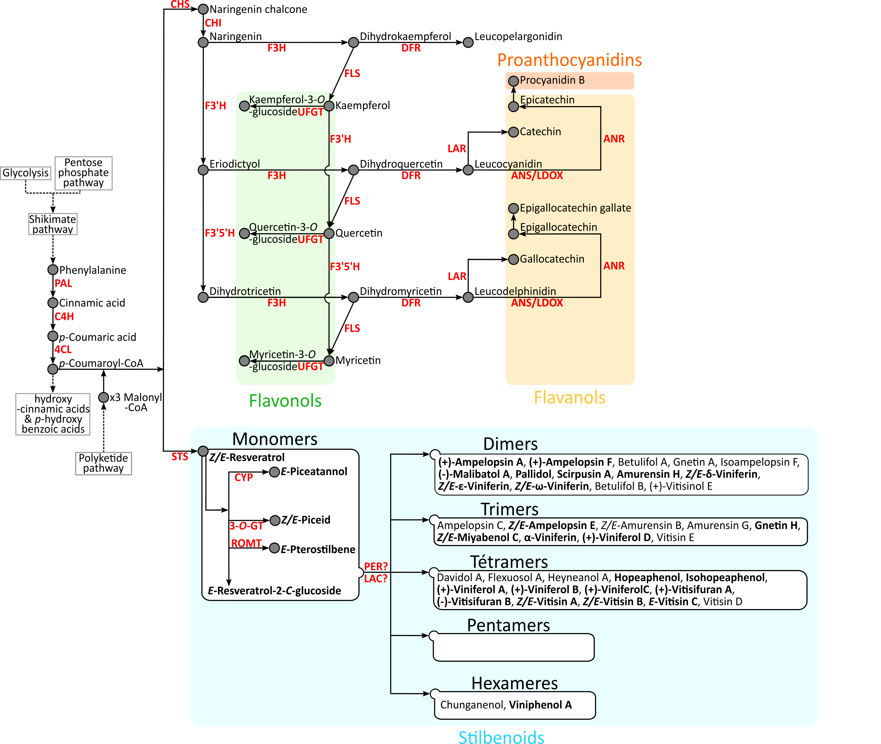 Voie de biosynthèse